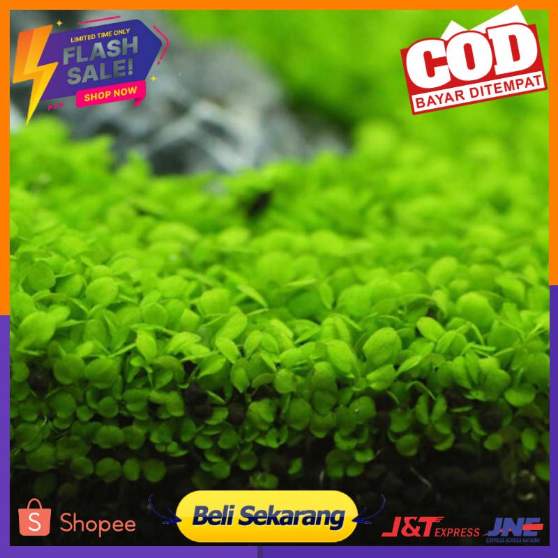 Bibit Rumput Air Dekorasi Aquarium Landscape Ornament - H0027