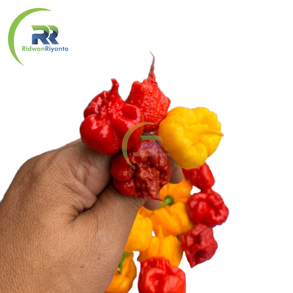 Paket 4a Biji Cabe Carolina Reaper Cabai Terpedas di Dunia Nomor 1 versi The Guinness World Record Benih Tanaman