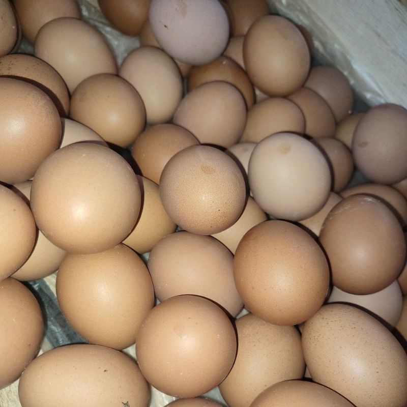 

Telur Ayam 1kg