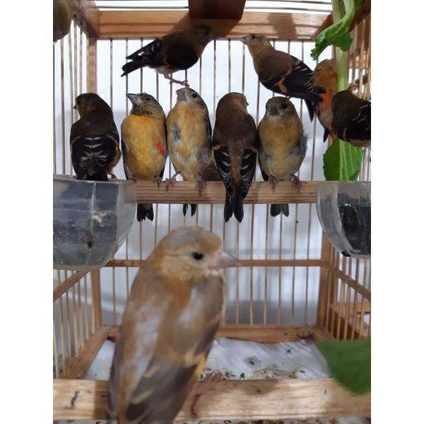 Red siskin Klasik Delute jantan betina Ready usia 3bln