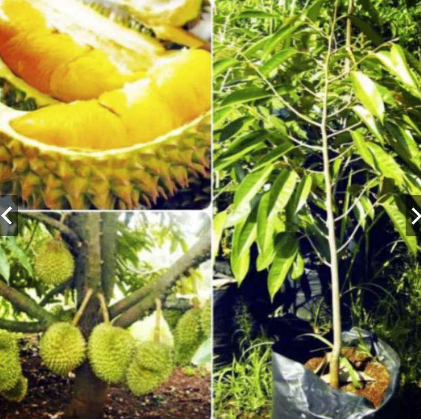 Tanaman Durian Musangking Unggul /bibit Durian Musang King