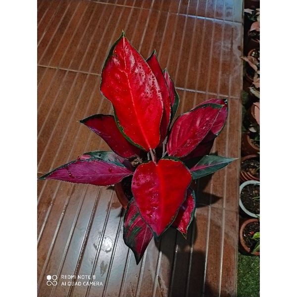 aglonema suksom jaipong besar