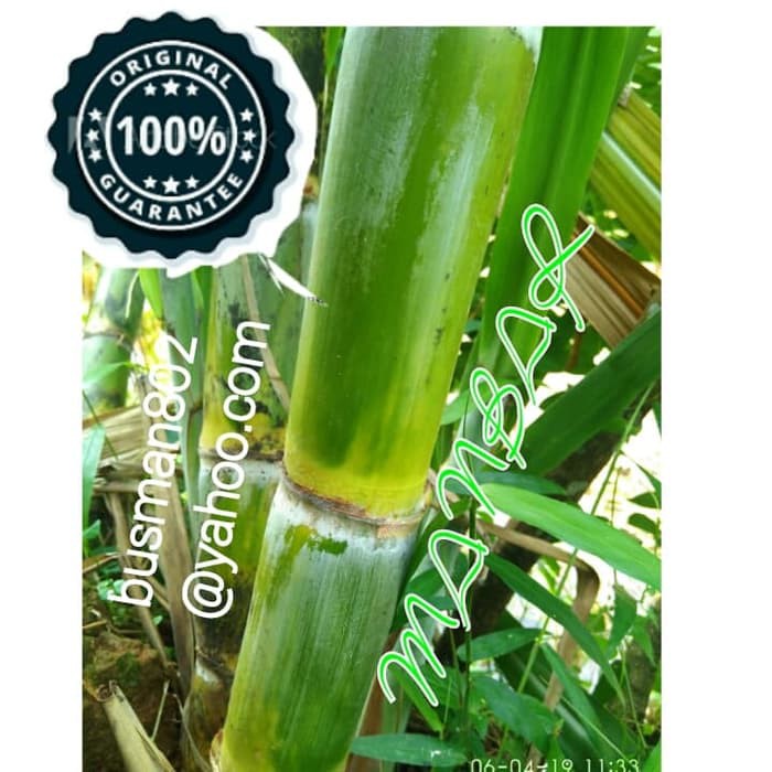 TERBARU       bibit tanaman tebu hijau tebu arang tebu kuning