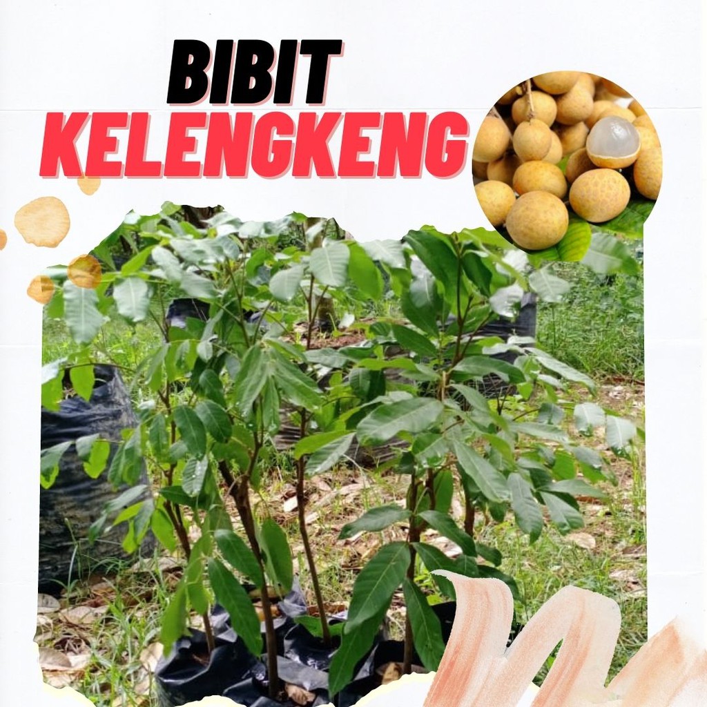 Bibit Kelengkeng, Bibit Buah Lengkeng, Bibit Buah Kelengkeng Kristal, Bibit Buah Kelengkeng Merah