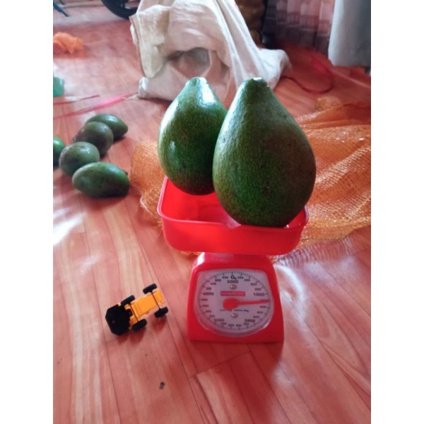 

alpukat mentega