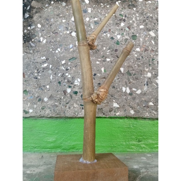 pusaka bambu petuk sejajar #bambu petuk #bambu unik #bambu bertuah