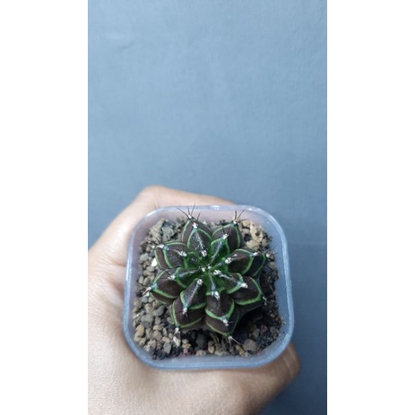 Kaktus Gymnocalycium Mihanovichii