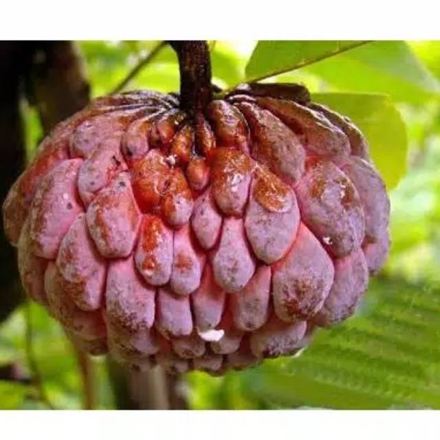 

Biji Srikaya Merah per 10biji