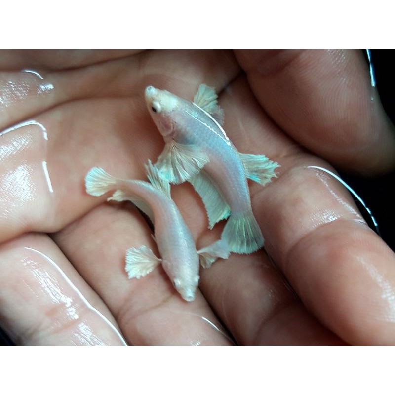 Female/betina dumbo ear white Platinum