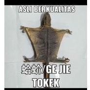 

tokek kering untuk obat