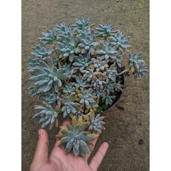 PROMO Sukulen Murah Francesco Baldi Rimbun POT 20cm