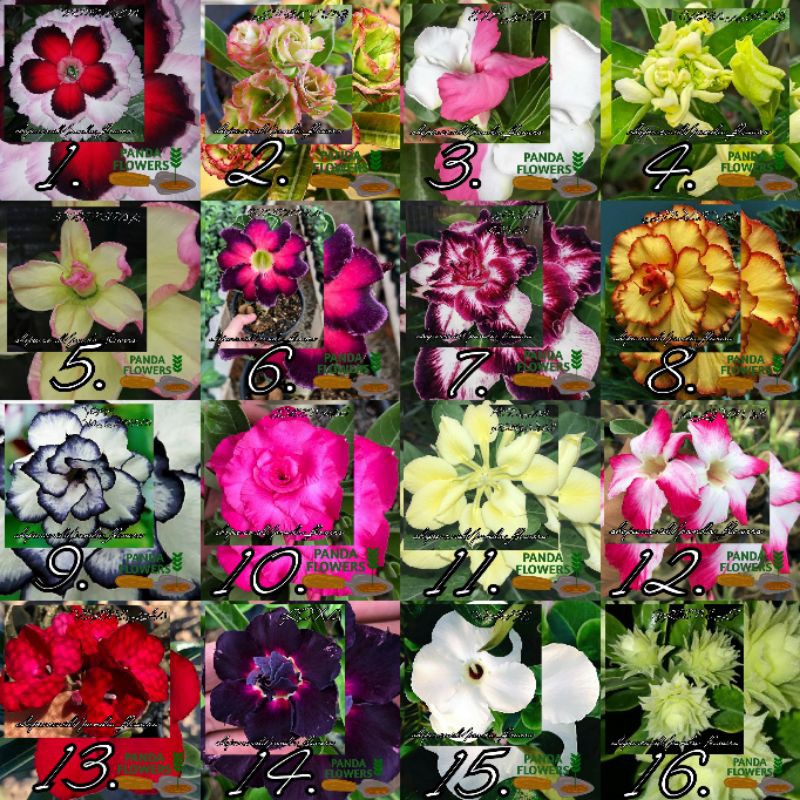 Paket 16 bibit adenium bunga tumpuk original