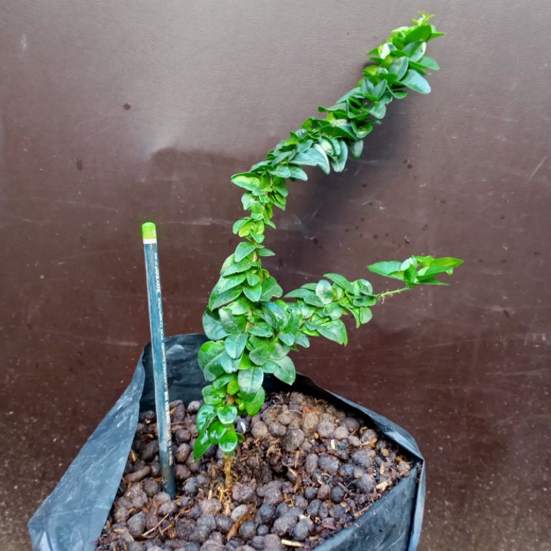 Jual bahan bonsai jeruk kingkit kompakta daun super rapat subur