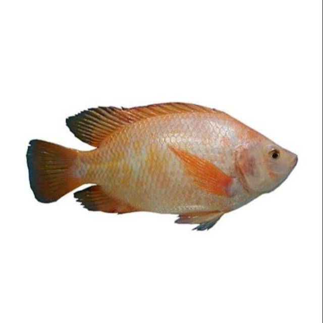 Ikan Nila Segar Fresh Berkualitas | Shopee Indonesia