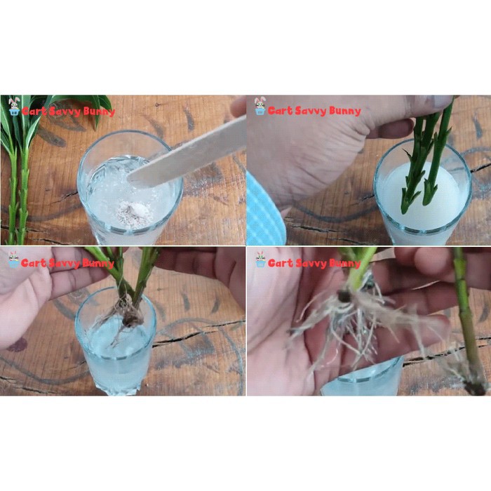 MAGIC ROOT Faster Grow Plant Bubuk Ajaib Penumbuh Akar Tanaman