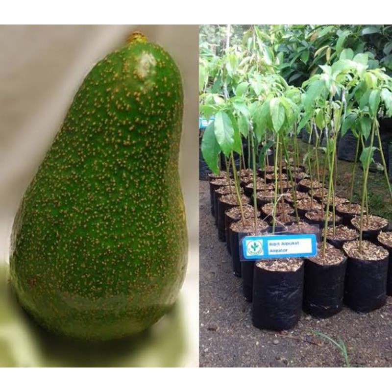 

BIBIT BUAH ALPUKAT ALIGATOR UNGGUL