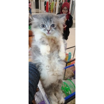 Kitten Lucu Kucing Persia Medium Bulu Panjang Warna Random Dewasa Kitten / Induk MURAH