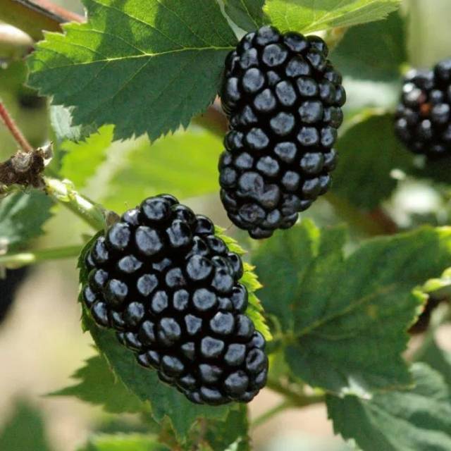 Bibit tanaman buah BlackBerry/pohon blackberry