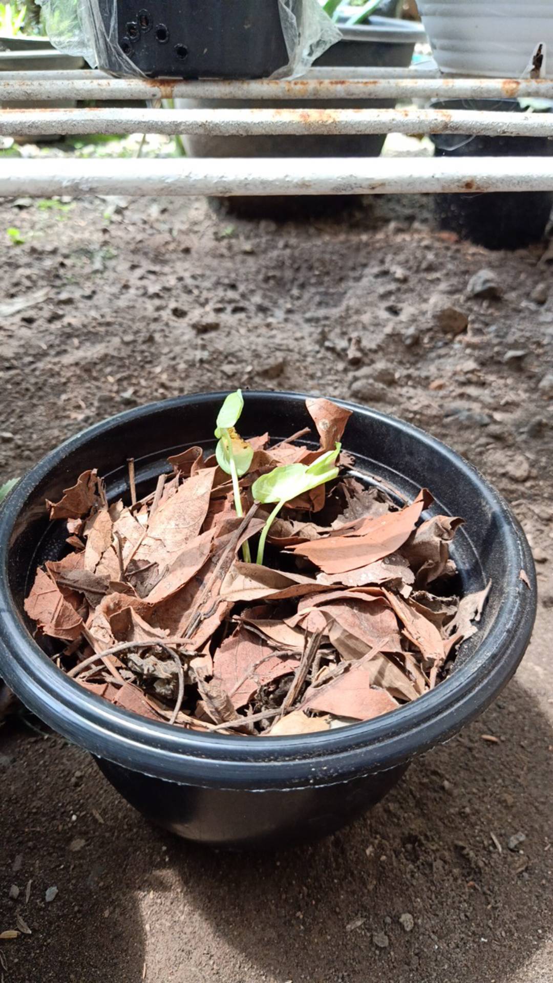 Caladium Shycool/ Dikirim Size Anakan-remaja Cat Tumpah
