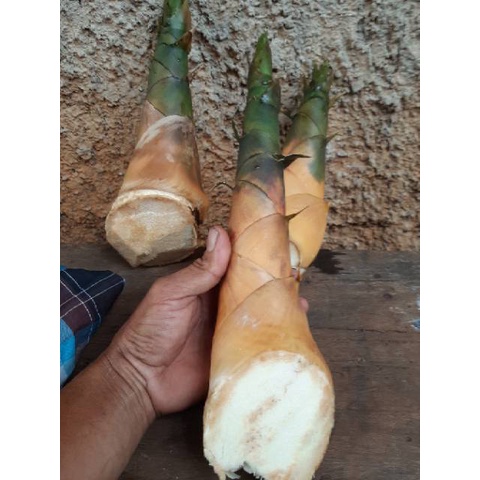 

REBUNG BAMBU KUNING ASLI 1 KILOGRAM-rebung herbal kaya manfaat.