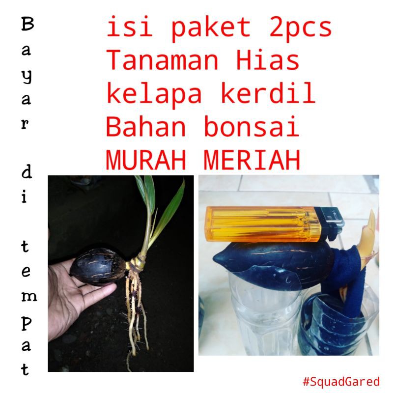 KELAPA MINION | BAHAN BONSAI | TANAMAN HIAS BONSAI KELAPA