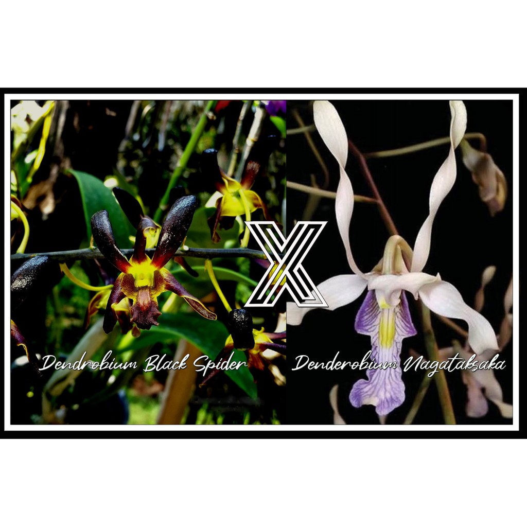 Anggrek Dendrobium Black Spider x Nagataksaka Remaja