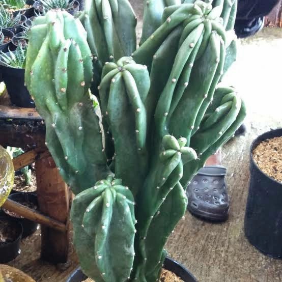 tanaman kaktus lilin cabang banyak