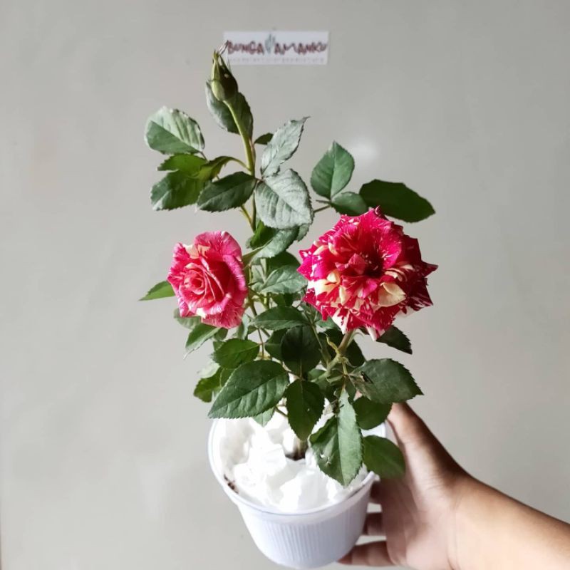 Bunga Mawar Asli / Hidup