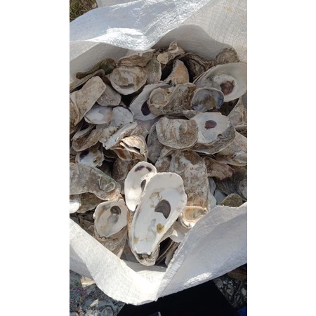 media filter kulit kerang oyster/oister/cangkang oyster