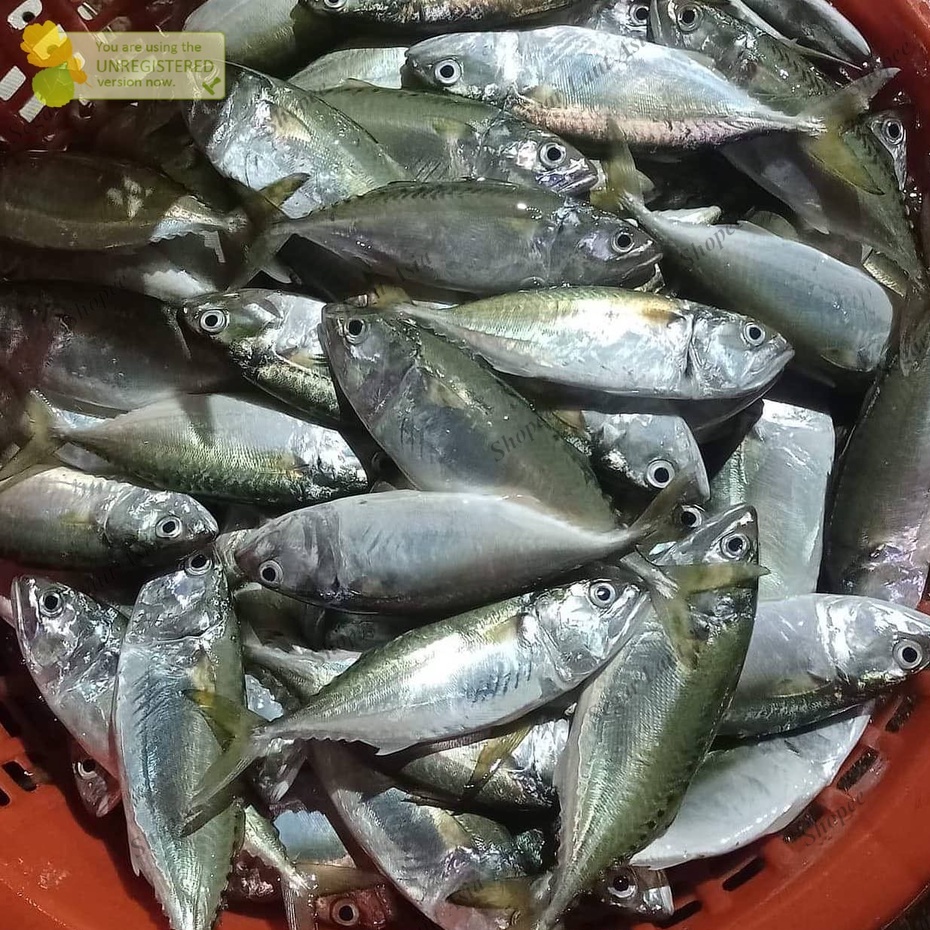

Ikan Kembung Segar Ikan Kembung Fresh Ikan Kembung Gepeng