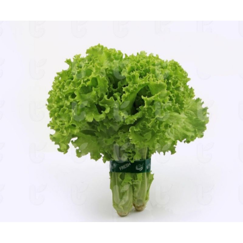 

Selada Keriting Hijau 250g