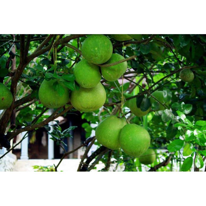 %%##%% tanaman buah jeruk pamelo (pamelo bali madu)