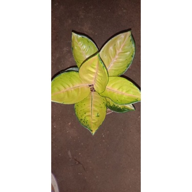 AGLONEMA SULTAN BRUNEI DEWASA 1 bonus 1 . 2 aglo