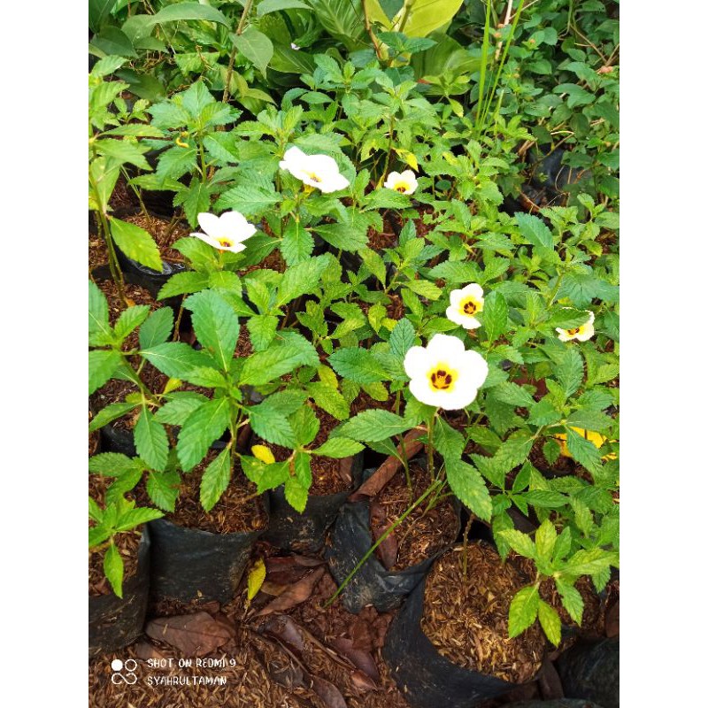 Tanaman hias turnera - terlaris tanaman turnera bunga pukul 8