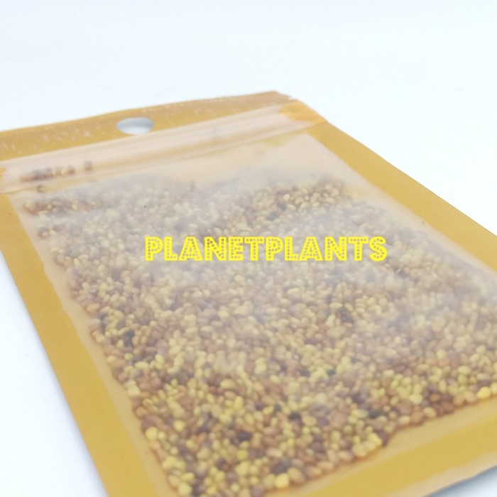 BIBIT KARPET SEED HG HIDROKOTIL CARPET SEED AQUASCAPE