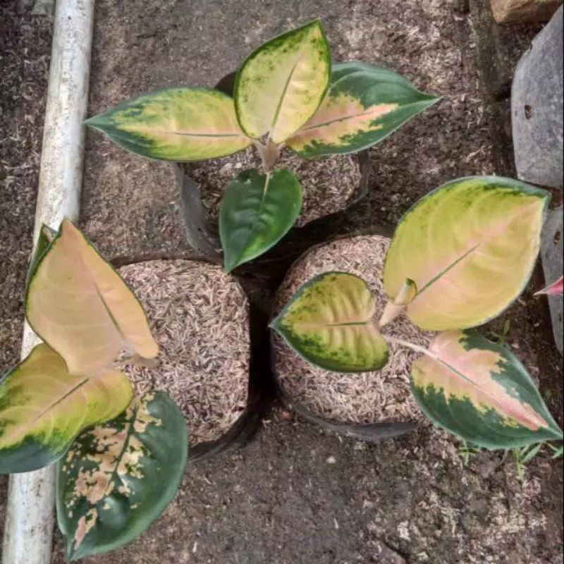 MURAH Aglonema sultan brunei anakan-bby sultan brunei