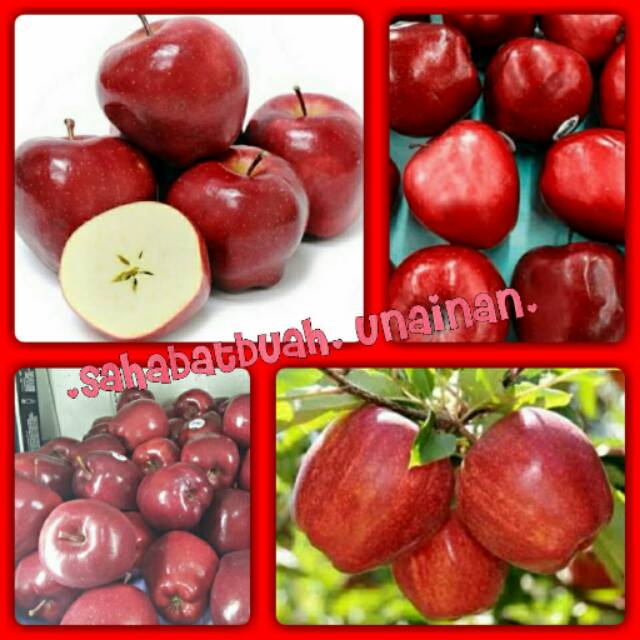 

Apel merah#red apple#buah#vitamin C