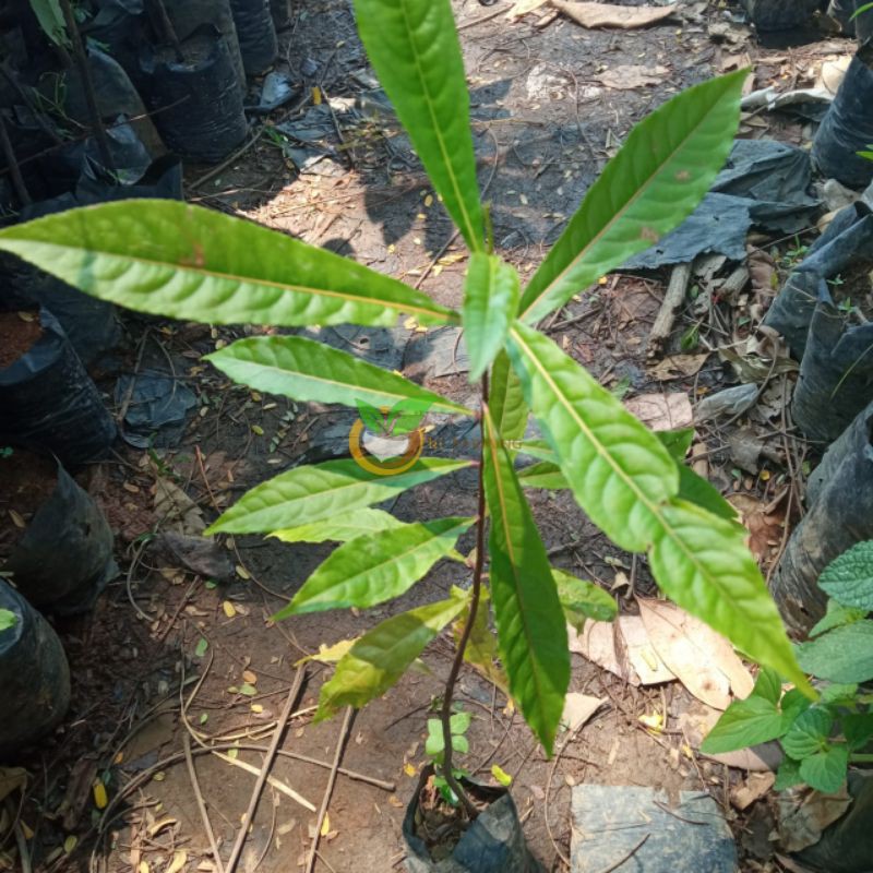 BIBIT POHON GENITRI POHON JENITRI