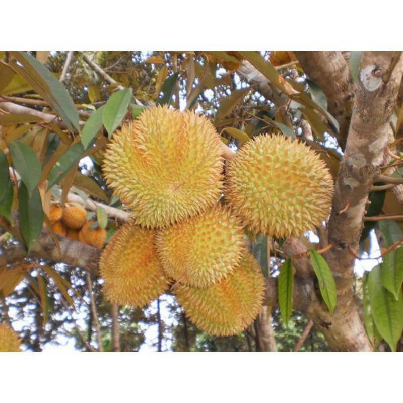 bibit durian monthong Thailand