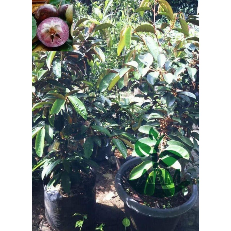 Benih Tanaman Jual Bibit Buah Kenitu Ungu Sawo Durian Bibit / Biji / Benih Dm2018
