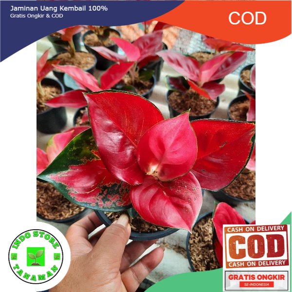 aglonema suksom jaipong Besar