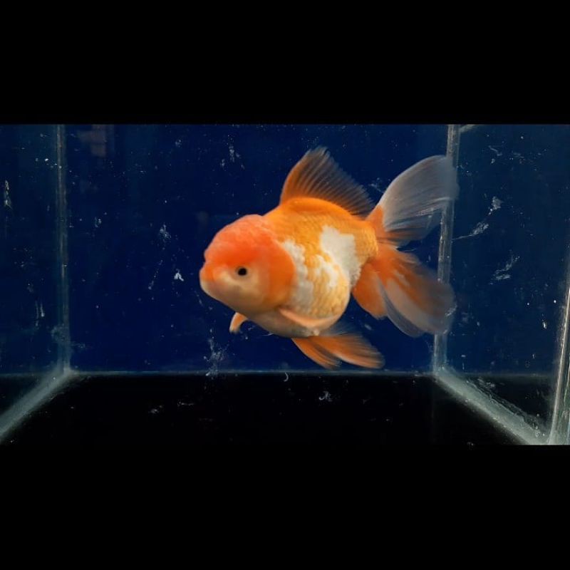ikan mas koki Oranda jumbo size 10-12 cm real