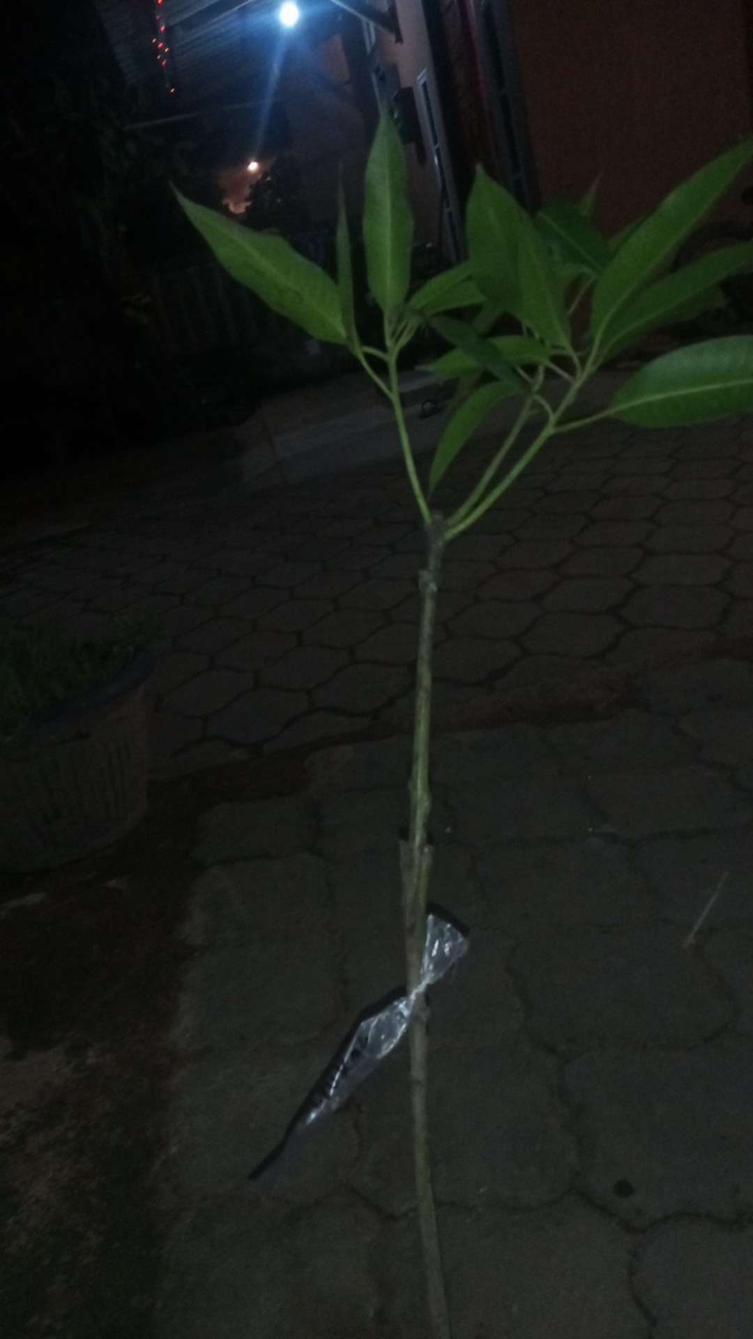 Bibit Mangga Alpukat Supermurah