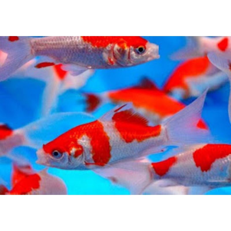 ikan hias komet slayer kumpay