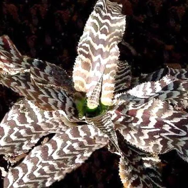 Tanaman hias cryptanthus zonatus