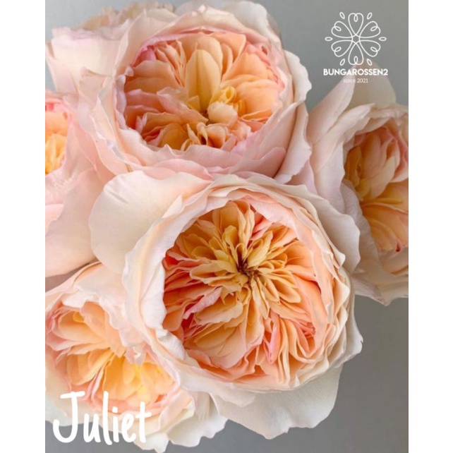 Bunga Mawar Import JULIET (dewasa) - Mawar import murah - tanaman hias