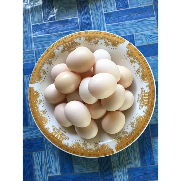 

Telur ayam kampung asli fertil