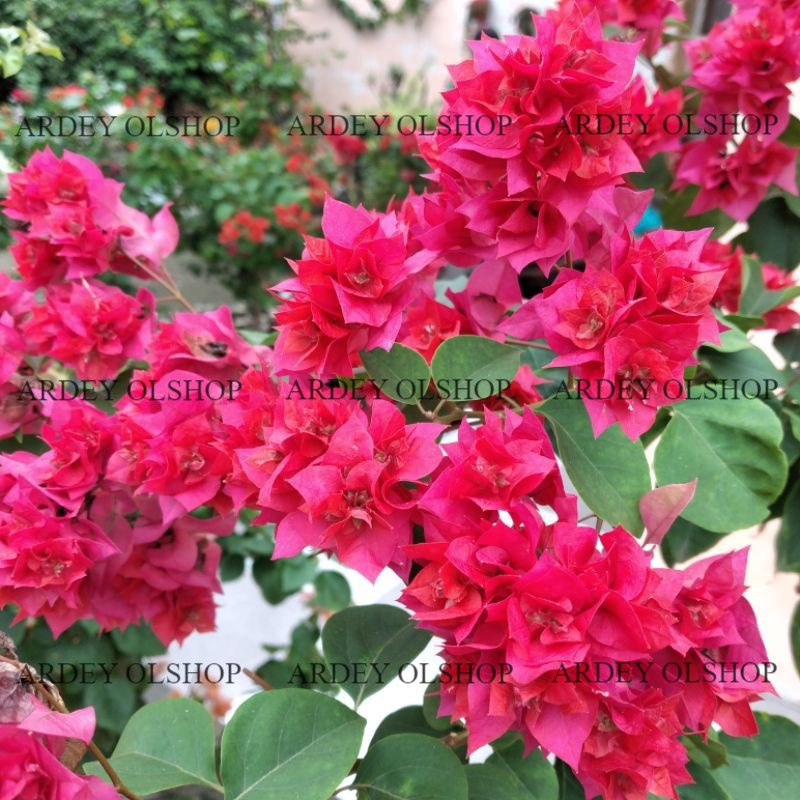 Bougenville Hawaii Merah Cabe Original