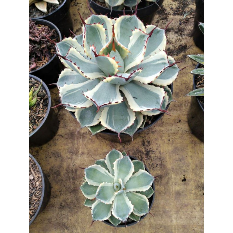 SALE.. Agave Potatorum Kishokan/ Big size agave