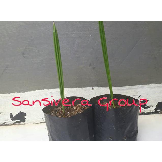 asli pohon kurma betina, bibit kurma azwa super